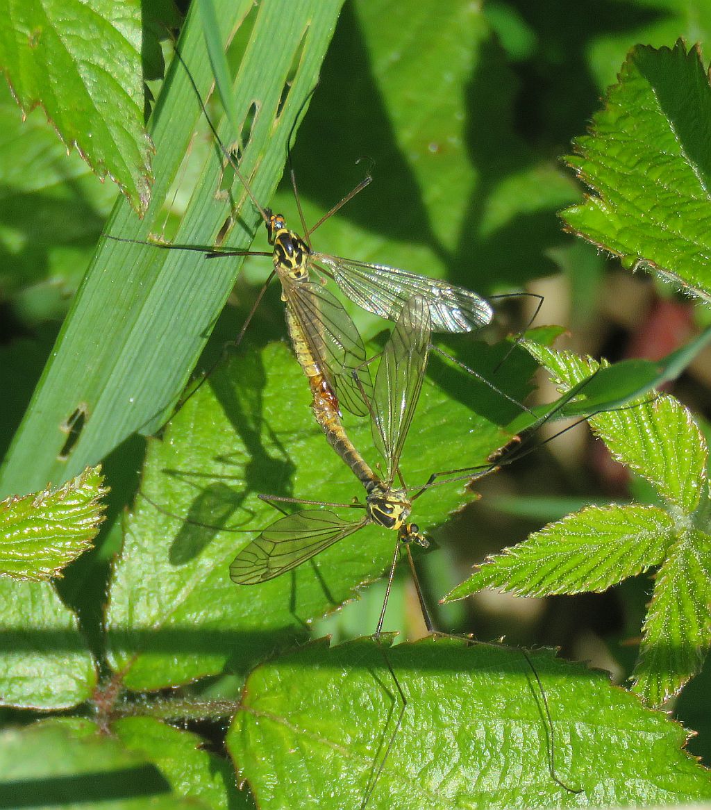 Spotted Cranefly 